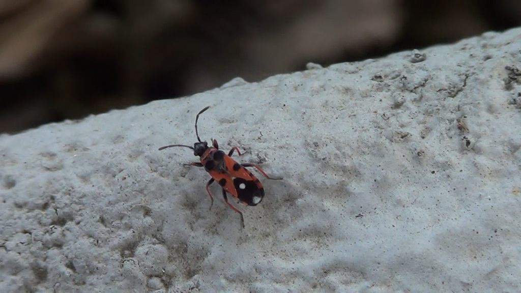 Horvathiolus gibbicollis