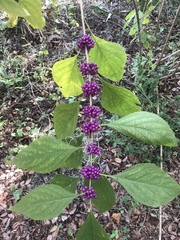 Callicarpa americana