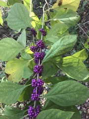 Callicarpa americana