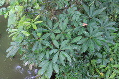 Pachira aquatica