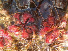 Drosera burkeana image