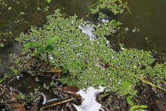 Salviniaceae