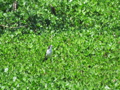 Fluvicola albiventer