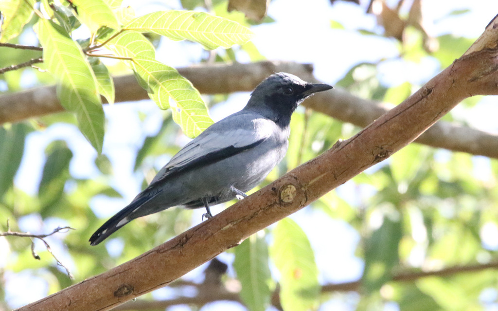 Pale Cicadabird photo