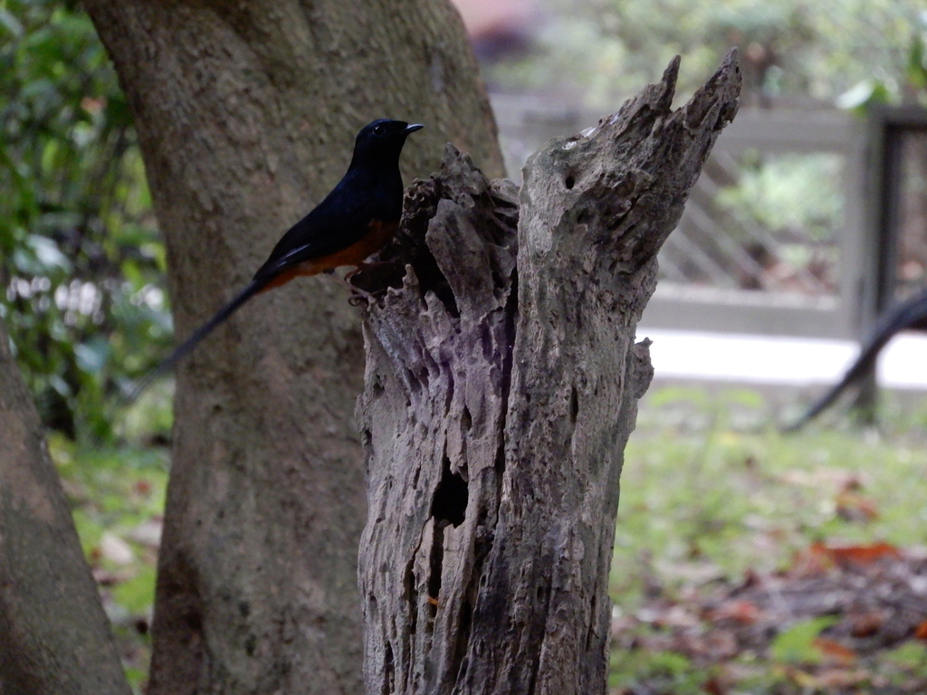 Shyama Insect White-rumped Shama from 臺北植物園, Zhongzheng, Taipei, Taiwan on November 4 ...