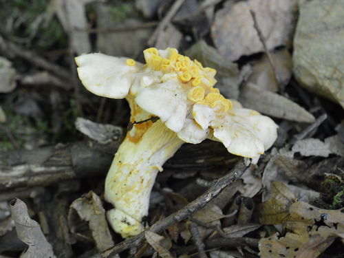 Cantharellus pallens — (c) Dimitǎr Boevski, some rights reserved (CC BY)