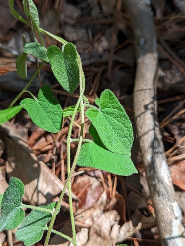 Catesby's false bindweed (Calystegia catesbeiana)