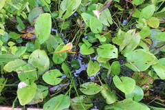 Pontederia sagittata