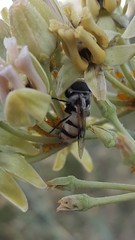 Copestylum fornax