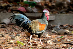 Gallus varius