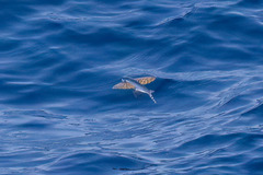 Beautyfin Flyingfish photo 2