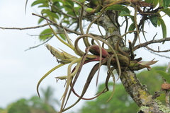 Tillandsia paucifolia