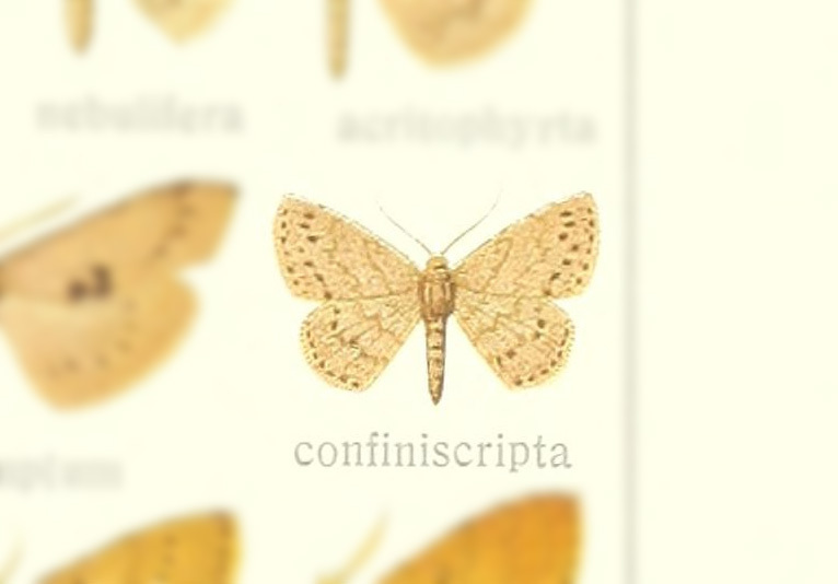 Perixera confiniscripta