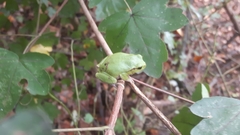 Hyla intermedia perrini