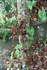 Pachira aquatica