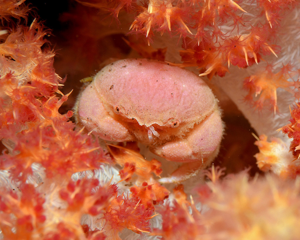 Banareiinae