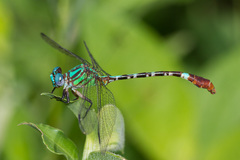 Erpetogomphus eutainia