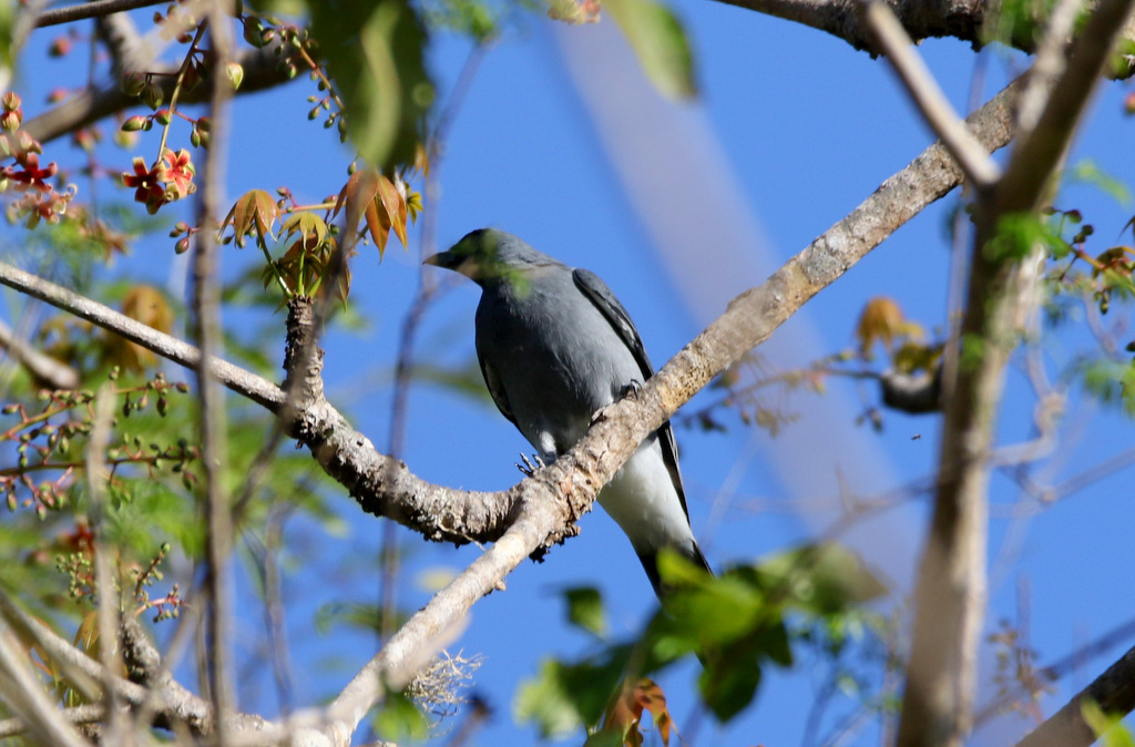 Wallacean Cuckooshrike photo