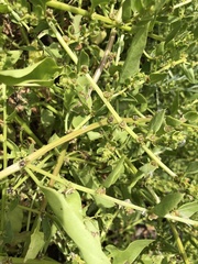 Patellifolia procumbens image