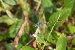 Erpetogomphus eutainia