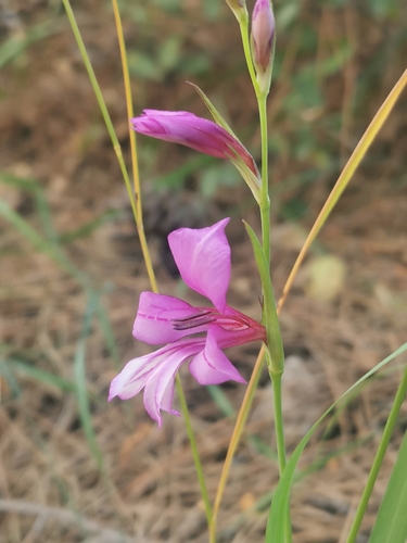 Gladiolus anatolicus, photograph 4