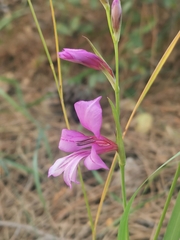(c) Antoine Guiguet, some rights reserved (CC BY) Gladiolus anatolicus, photograph (c) Antoine Guiguet, some rights reserved (CC BY)