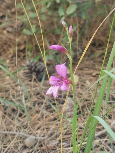Image of Gladiolus anatolicus by (c) Antoine Guiguet, some rights reserved (CC BY)