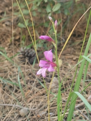 (c) Antoine Guiguet, some rights reserved (CC BY) Gladiolus anatolicus, photograph (c) Antoine Guiguet, some rights reserved (CC BY)
