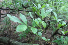 Trichilia havanensis