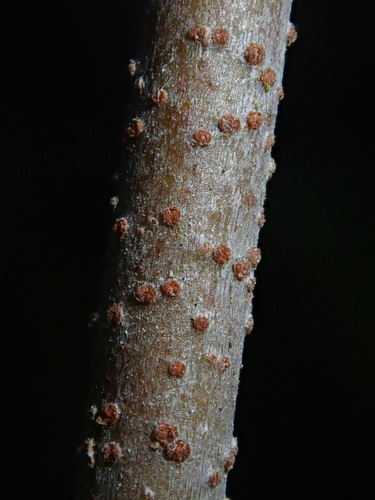Image of Struthanthus Acuminatus (Struthanthus acuminatus) by (c) Nolan Exe, some rights reserved (CC BY)