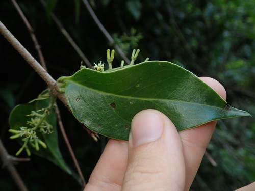 Image of Struthanthus Acuminatus (Struthanthus acuminatus) by (c) Nolan Exe, some rights reserved (CC BY)