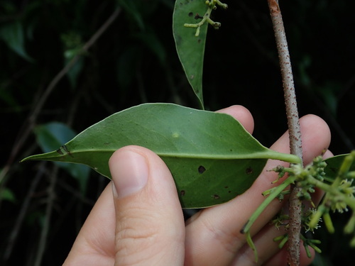 Image of Struthanthus Acuminatus (Struthanthus acuminatus) by (c) Nolan Exe, some rights reserved (CC BY)