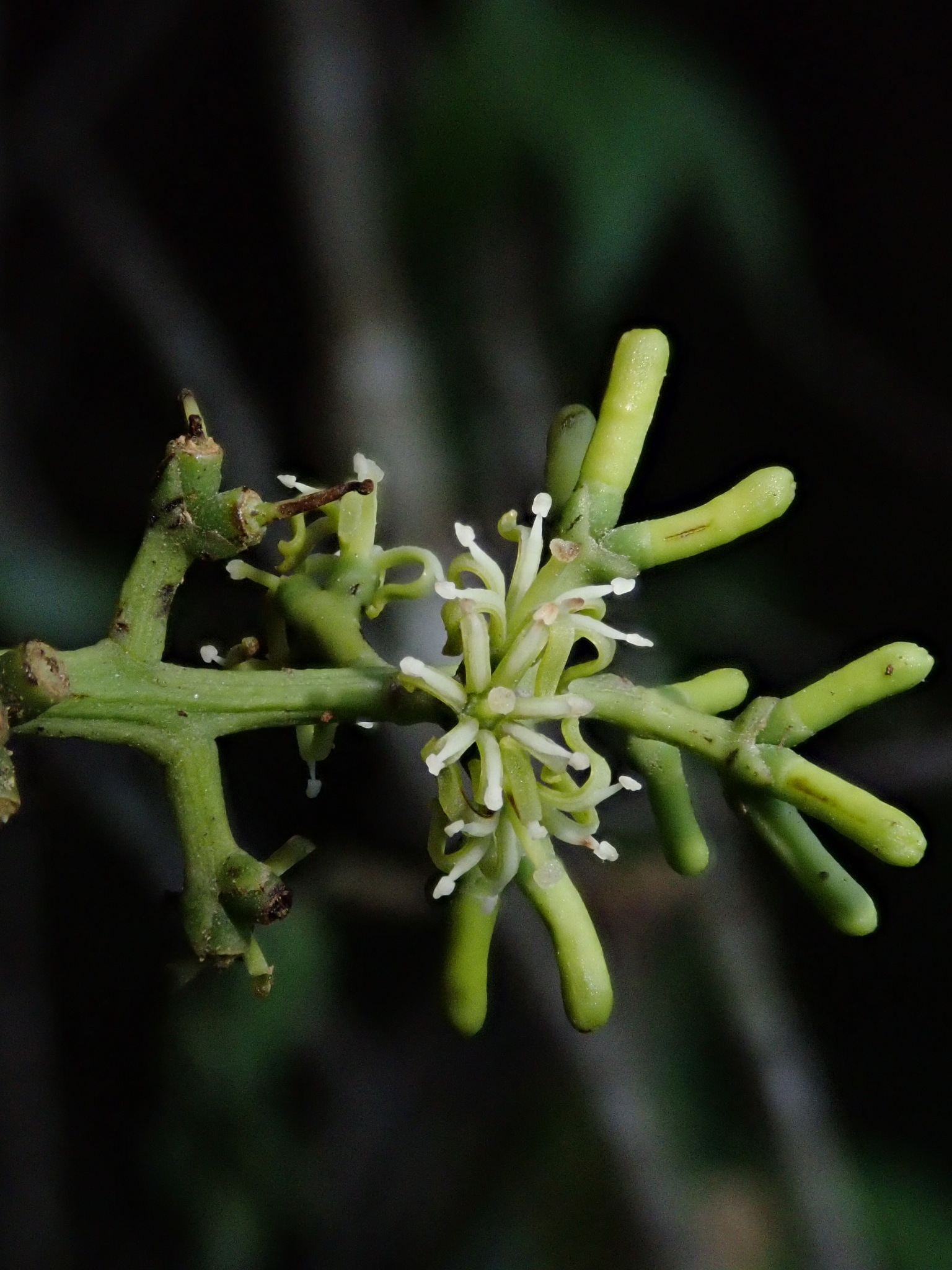 Struthanthus acuminatus