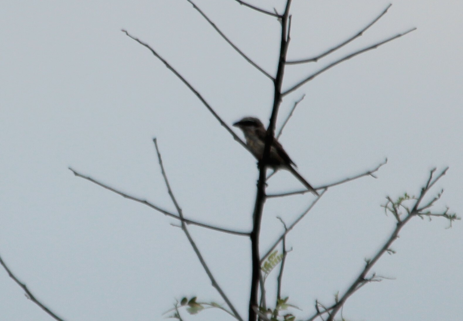 Bay-backed Shrike