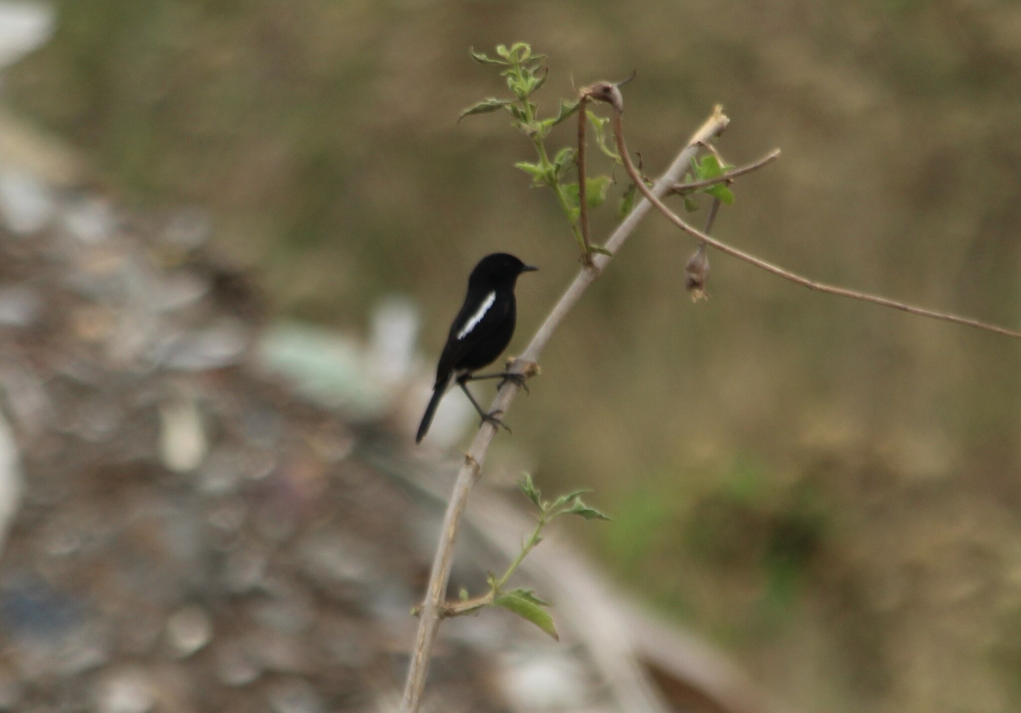 Pied Bush Chat