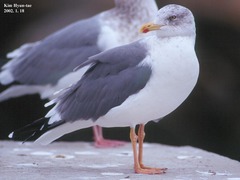 Larus fuscus heuglini