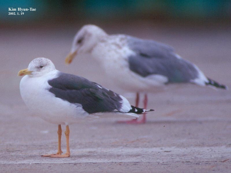 Lesser Black-backed Gull (Heuglin's)