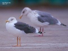 Larus fuscus heuglini