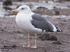 Larus fuscus heuglini