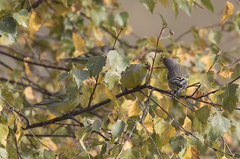 Carduelis citrinella