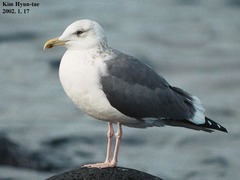 Larus fuscus heuglini