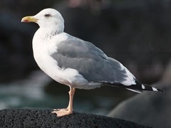 Larus fuscus heuglini