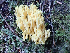 Ramaria cystidiophora