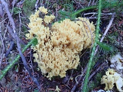 Ramaria cystidiophora