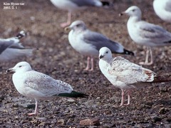 Larus argentatus mongolicus