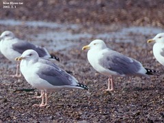 Larus argentatus mongolicus