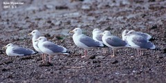 Larus argentatus mongolicus