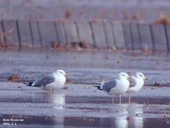 Larus argentatus mongolicus