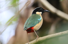 Pitta concinna