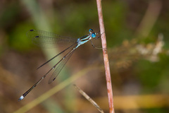 Lestes tenuatus